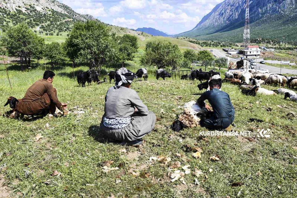 بالصور | الأغنام تنتعش بـ